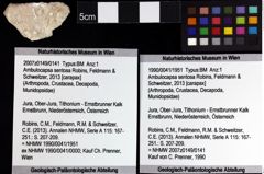 Foto (Objket + Etiketten) von Ambulocapsa sentosa (Robins, Feldmann & Schweitzer, 2013) 